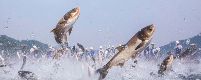 四大家魚養殖每畝密度