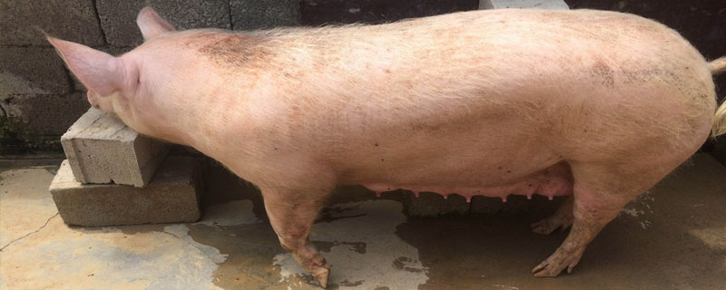 母豬下崽太慢怎么助產，5個實用的解決辦法