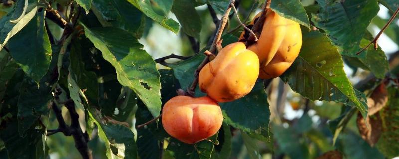 甜柿子樹苗春季栽培，價格2元左右一棵