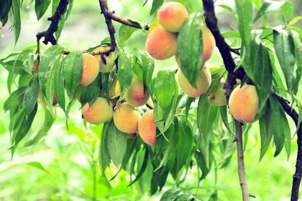 一顆桃樹產多少斤