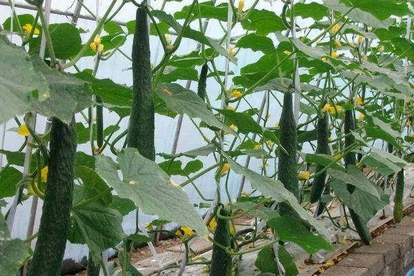 醋加白糖噴黃瓜