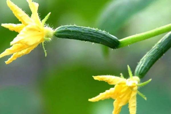 醋加白糖噴黃瓜