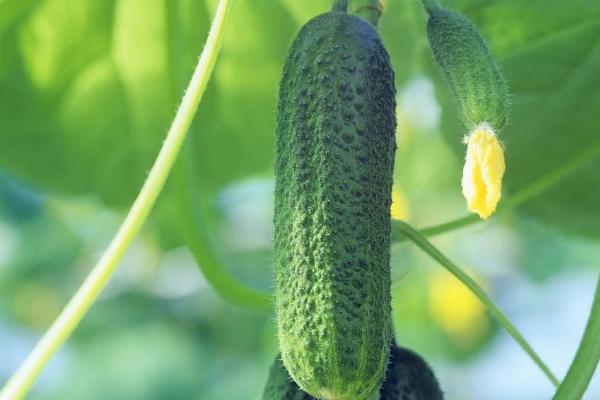 醋加白糖噴黃瓜