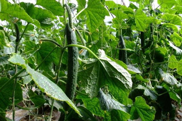 醋加白糖噴黃瓜