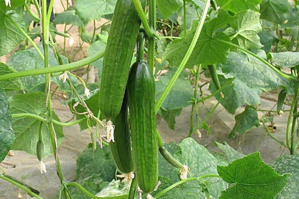 醋加白糖噴黃瓜