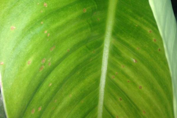 綠鉆花的養(yǎng)殖方法