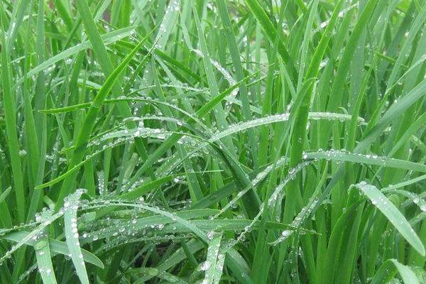 老韭菜幾月移栽