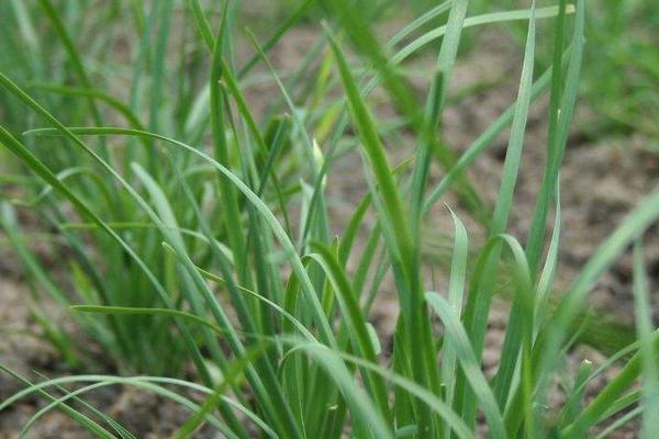 老韭菜幾月移栽