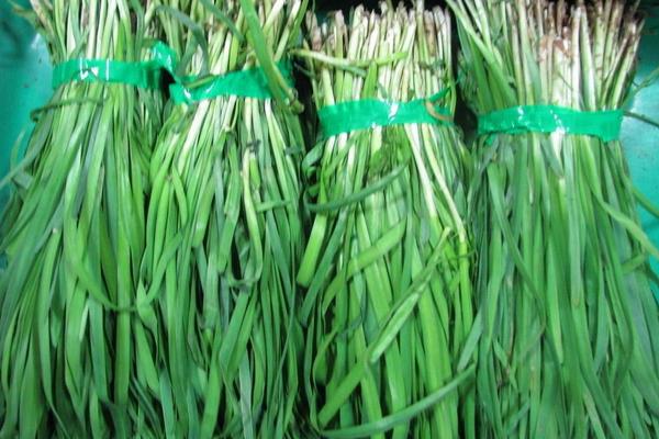 老韭菜幾月移栽