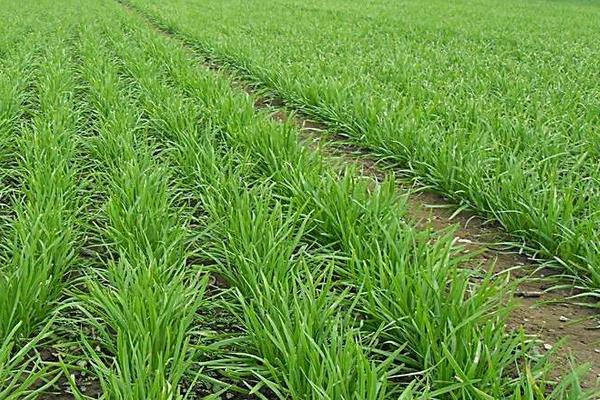 老韭菜幾月移栽