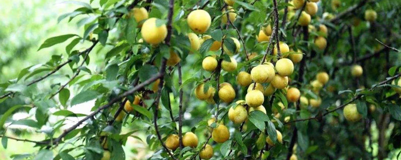 李子樹種植技術及注意事項