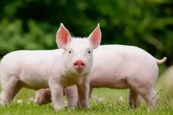 豬拉稀用什么藥