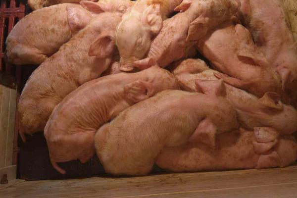 豬拉稀用什么藥