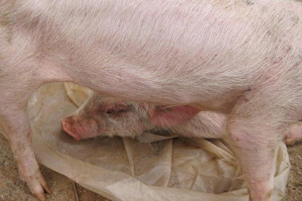 豬拉稀用什么藥