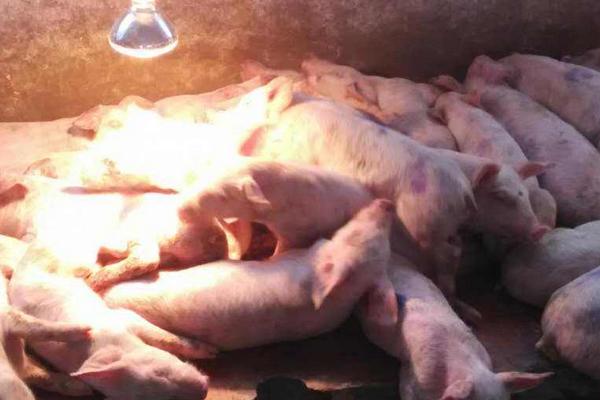 豬拉稀用什么藥