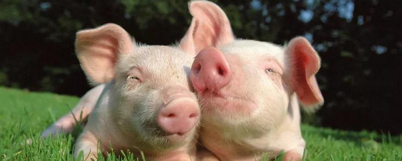 豬場(chǎng)感染非洲豬瘟是否會(huì)全部感染