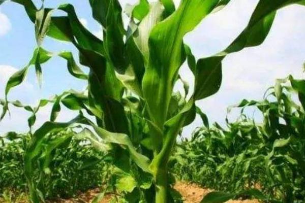 硝酸銨鈣有膨果作用嗎