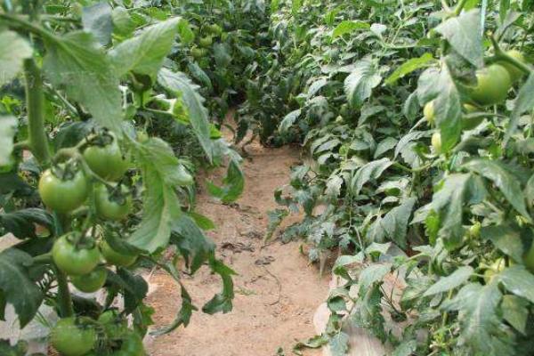 硝酸銨鈣有膨果作用嗎