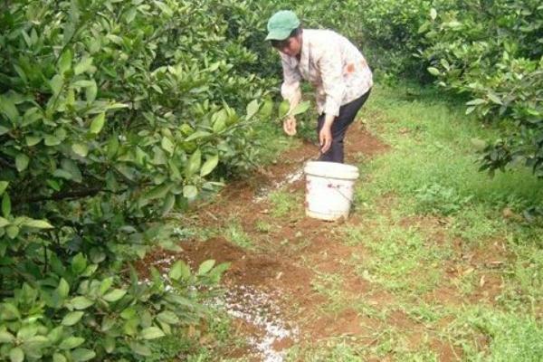 硝酸銨鈣有膨果作用嗎