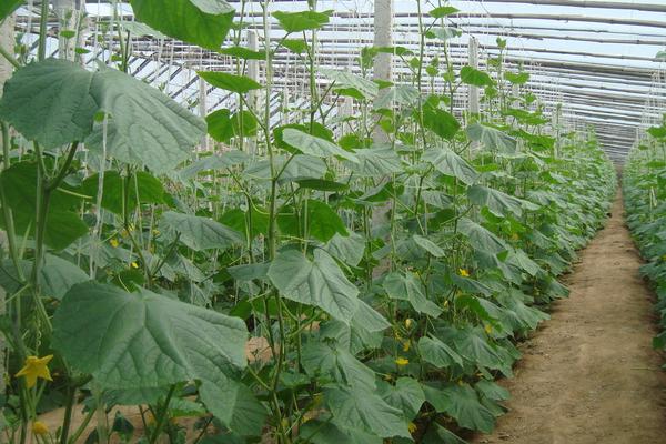 黃瓜的種植方法和時間