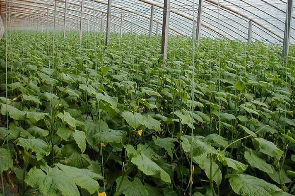 黃瓜的種植方法和時間