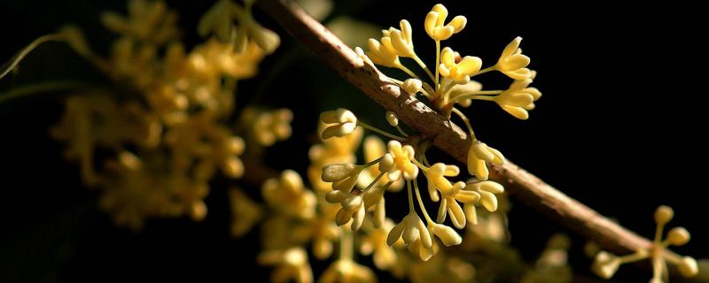 桂花用什么肥料最好最旺，這樣施肥長得快