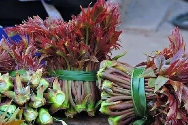 香椿芽種植技術