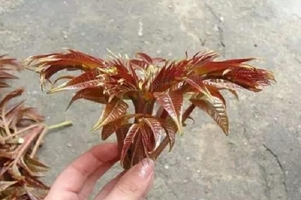 香椿芽種植技術