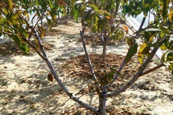 桃樹重茬解決方法