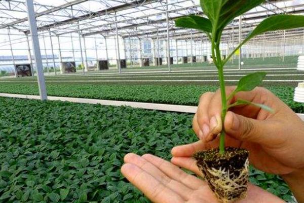 怎樣用育苗盤育辣椒苗