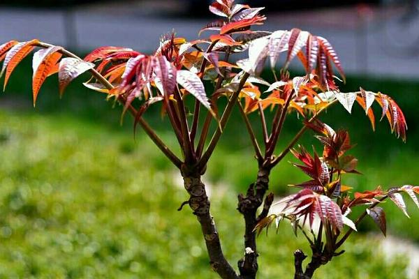 香椿芽種植技術