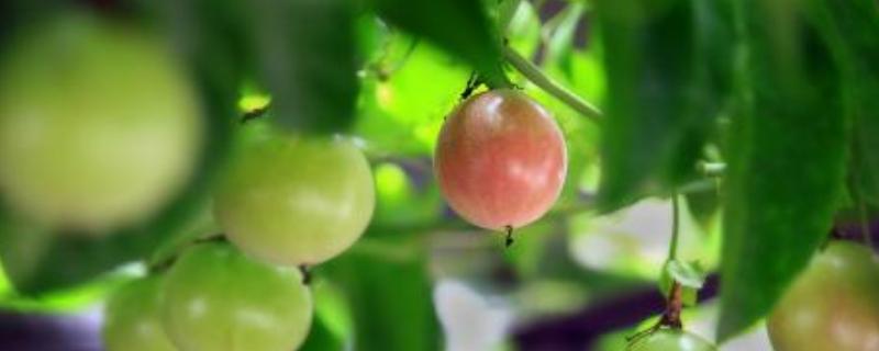 百香果種植虧本的原因