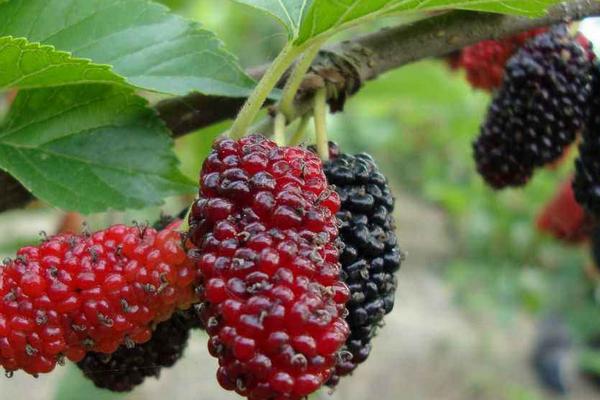 桑葚種植風險有多大