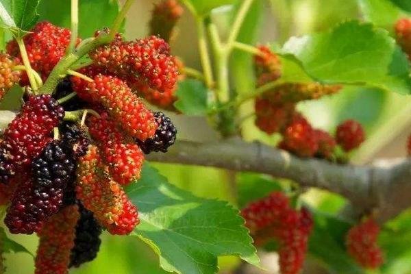 桑葚種植風險有多大