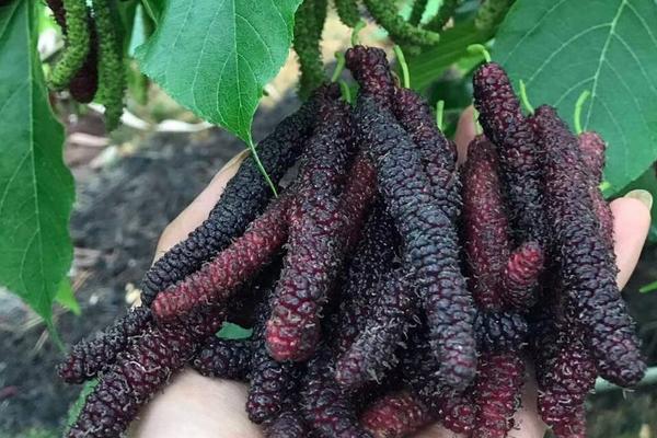 桑葚種植風險有多大