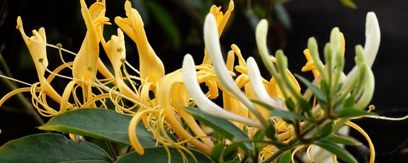 金銀花樹苗種植技術及方法