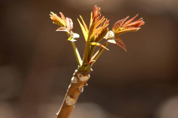 香椿芽種植技術