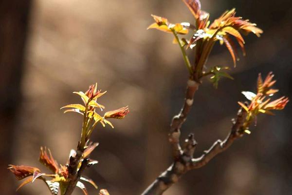 香椿芽種植技術