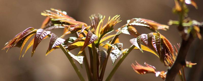 香椿芽種植技術及方法
