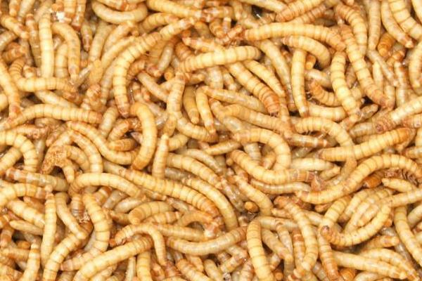 一斤黃粉蟲養(yǎng)殖成本