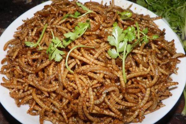 一斤黃粉蟲養(yǎng)殖成本