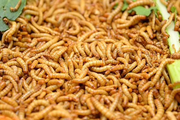 一斤黃粉蟲養(yǎng)殖成本