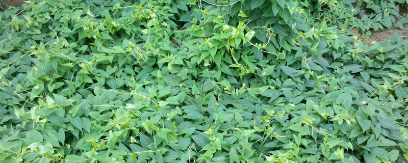 何首烏種植時間和方法，每種繁殖方法的時間有區別