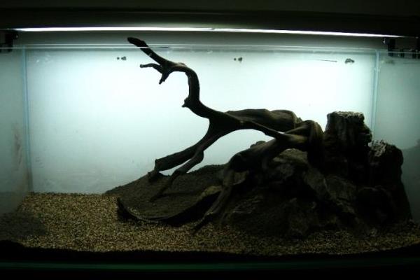 牛毛水草種子種植方法