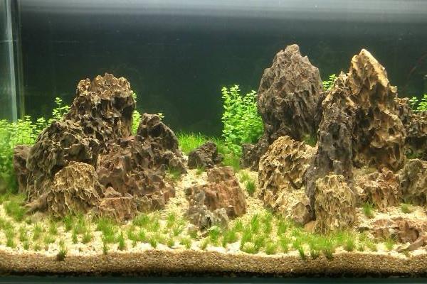 牛毛水草種子種植方法