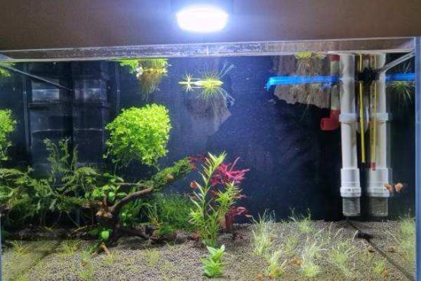 牛毛水草種子種植方法