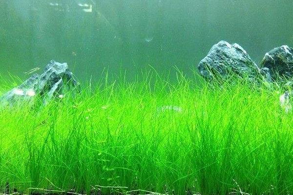 牛毛水草種子種植方法