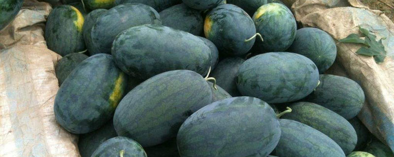黑美人西瓜是哪里產的