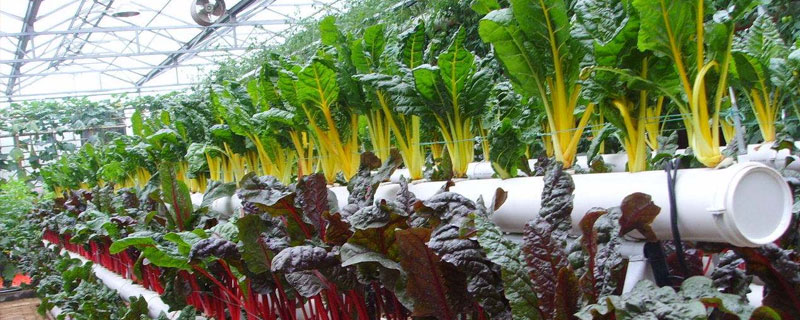 無土栽培配方，含基質(zhì)配方和營養(yǎng)液配方