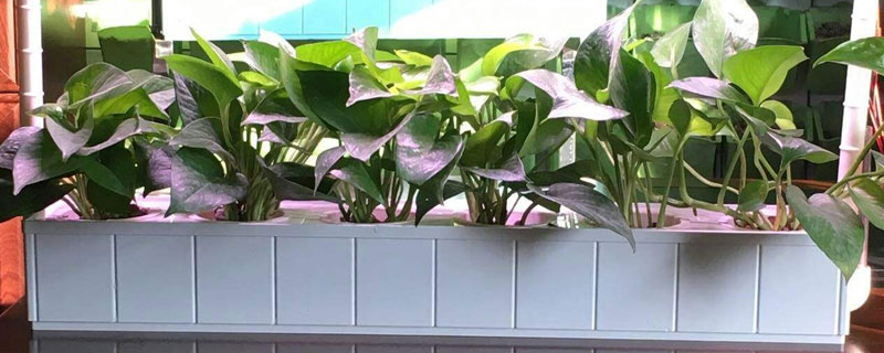 怎么進行家庭無土栽培